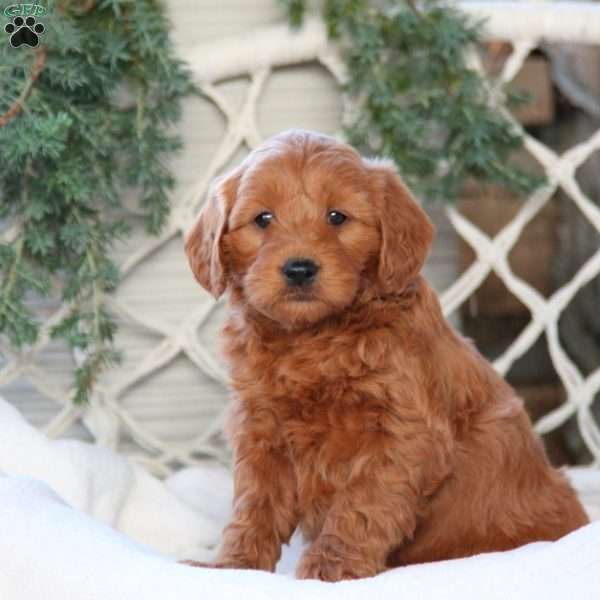 Angel, Mini Goldendoodle Puppy